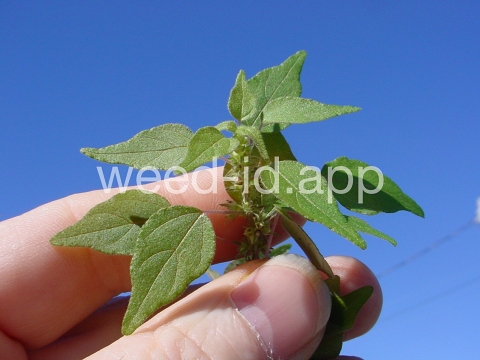 pellitory, Florida